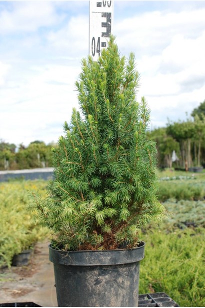 Ялина Дейзі Уайт - 3л/вис.35-45см/Ø15-20см